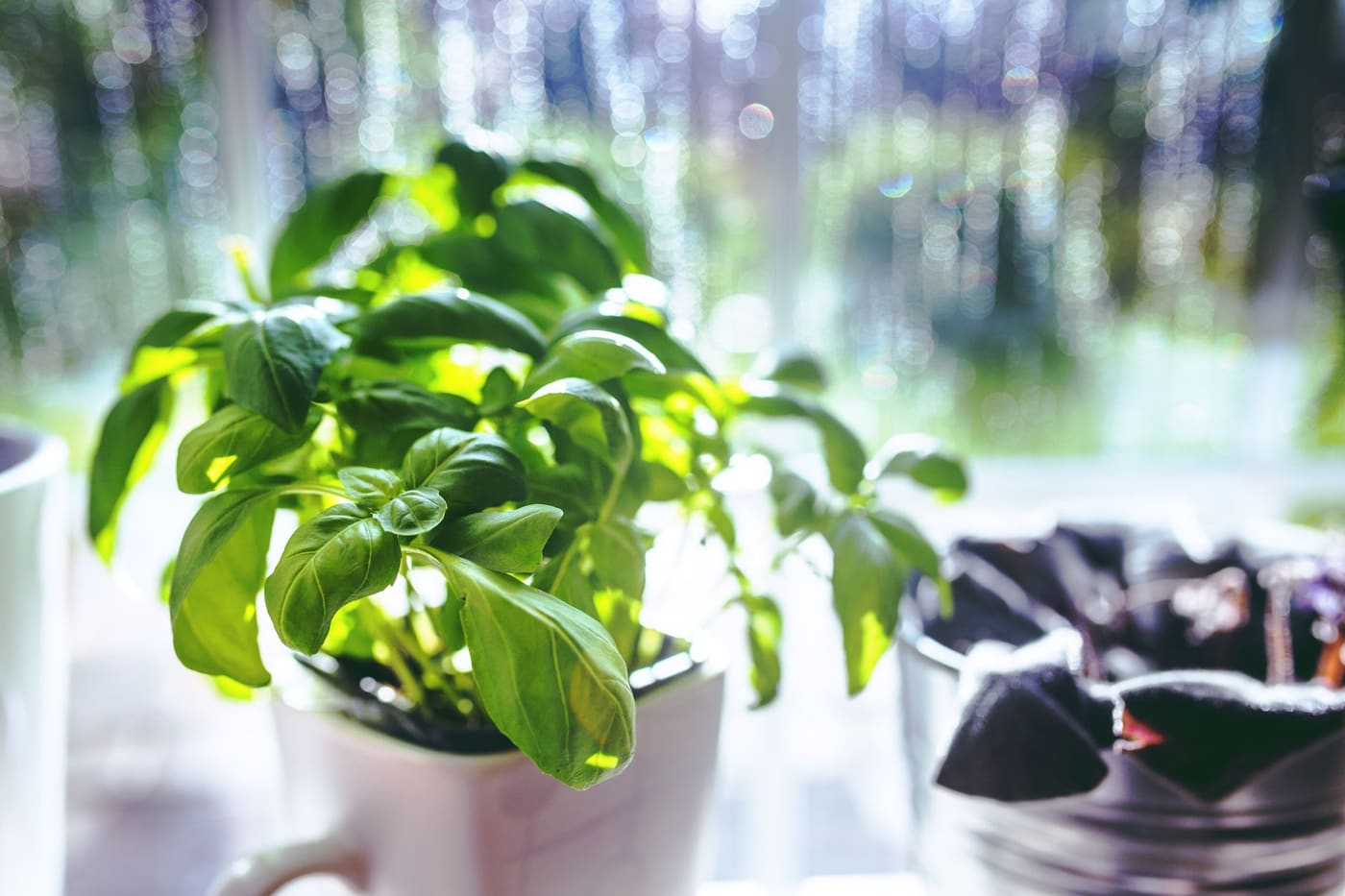 A basil plant growing in a pot by a sunny window