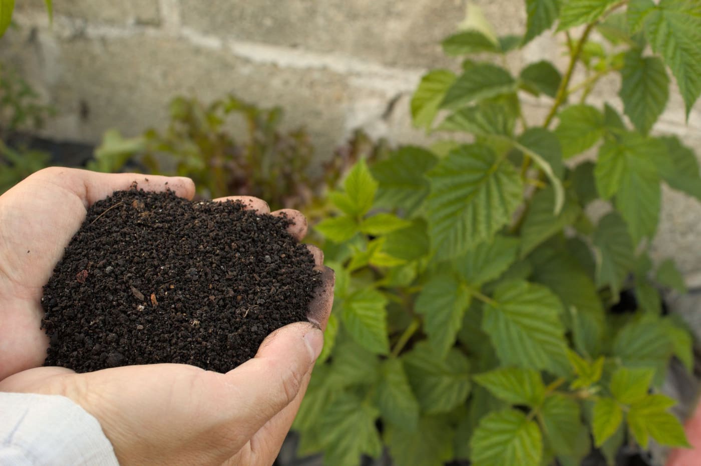 A hand holding dark compost beside green garden plants