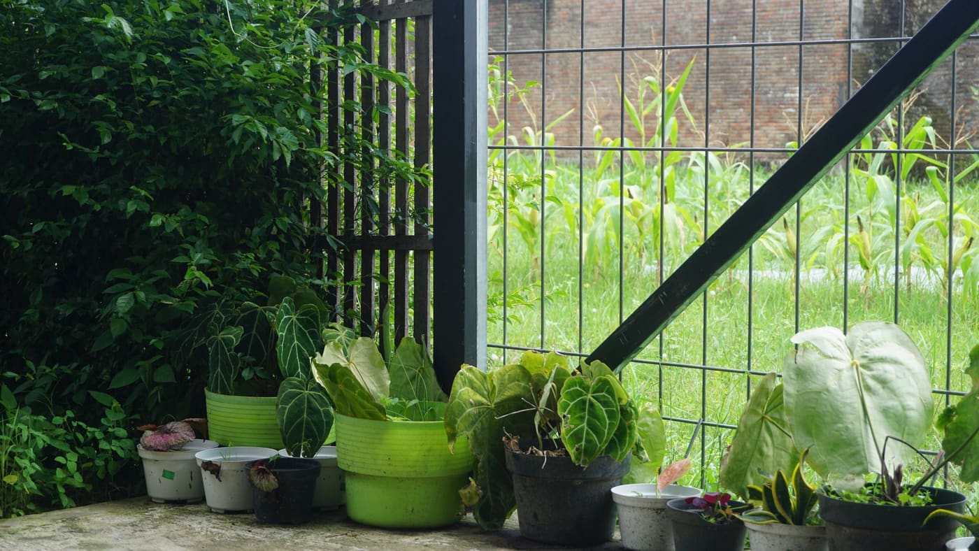Several containers of leafy plants beside a garden fence