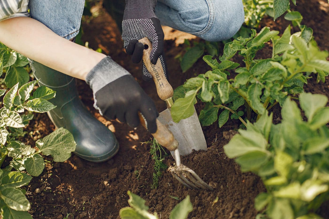 A gardener using a hand trowel to dig in a vegetable bed