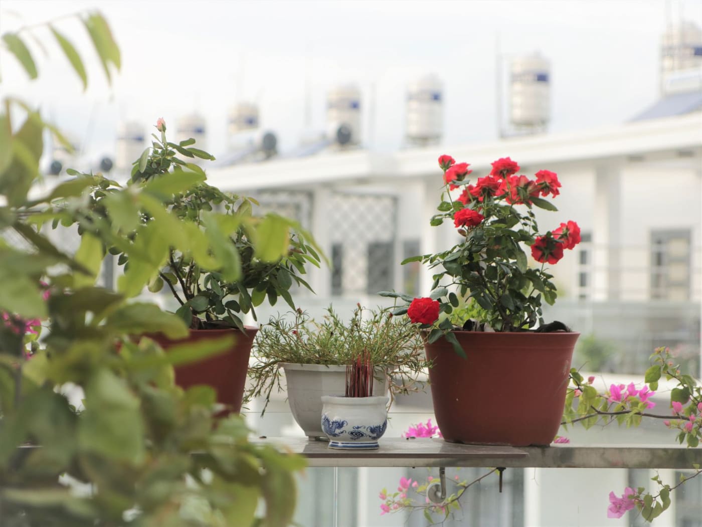 Red geraniums and other potted plants on a sunny balcony