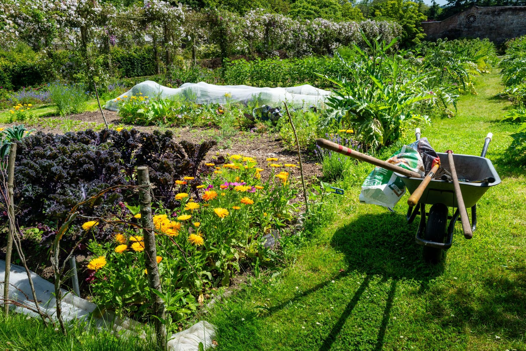 A sunny kitchen garden with flowers, vegetable beds and a wheelbarrow on the lawn