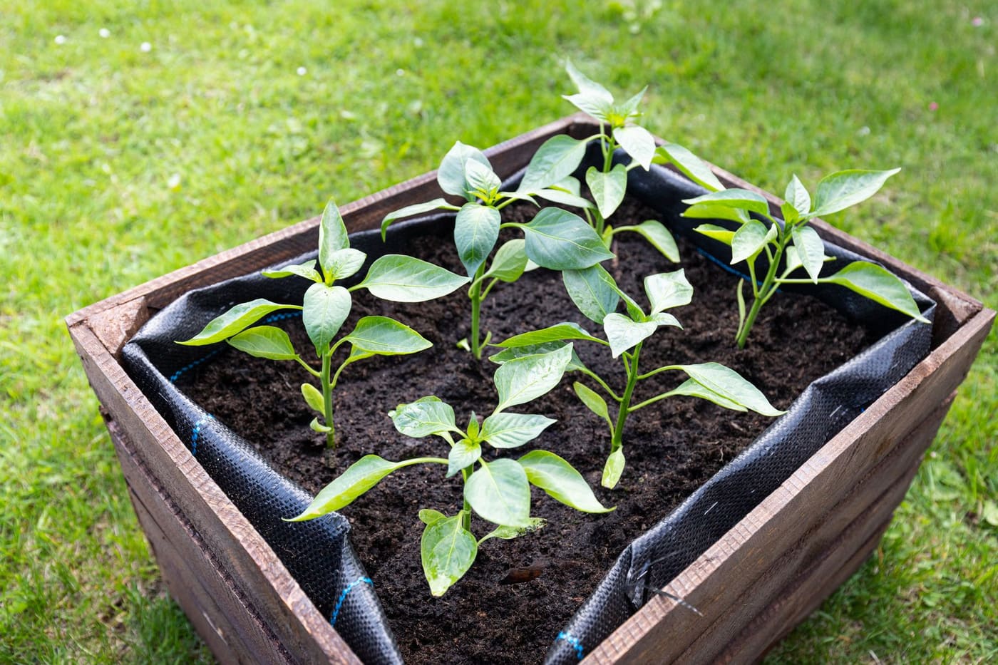 Young pepper plants growing in a wooden raised bed