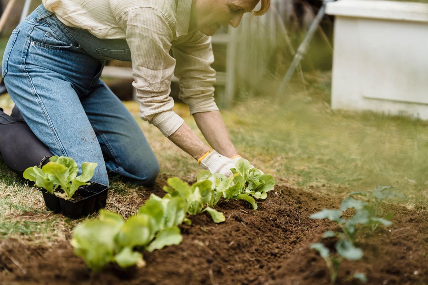 A gardener in gloves planting lettuce seedlings in a garden bed