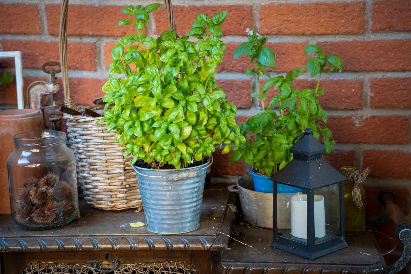 Potted basil plants on a brick-walled patio