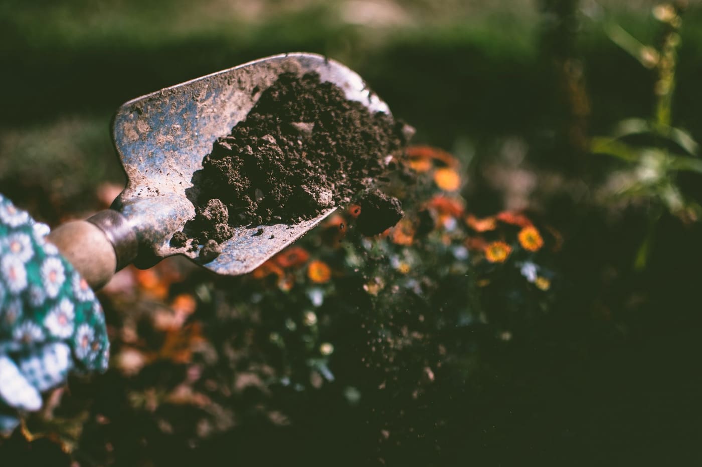 A garden trowel lifting dark soil with flowers blurred behind it