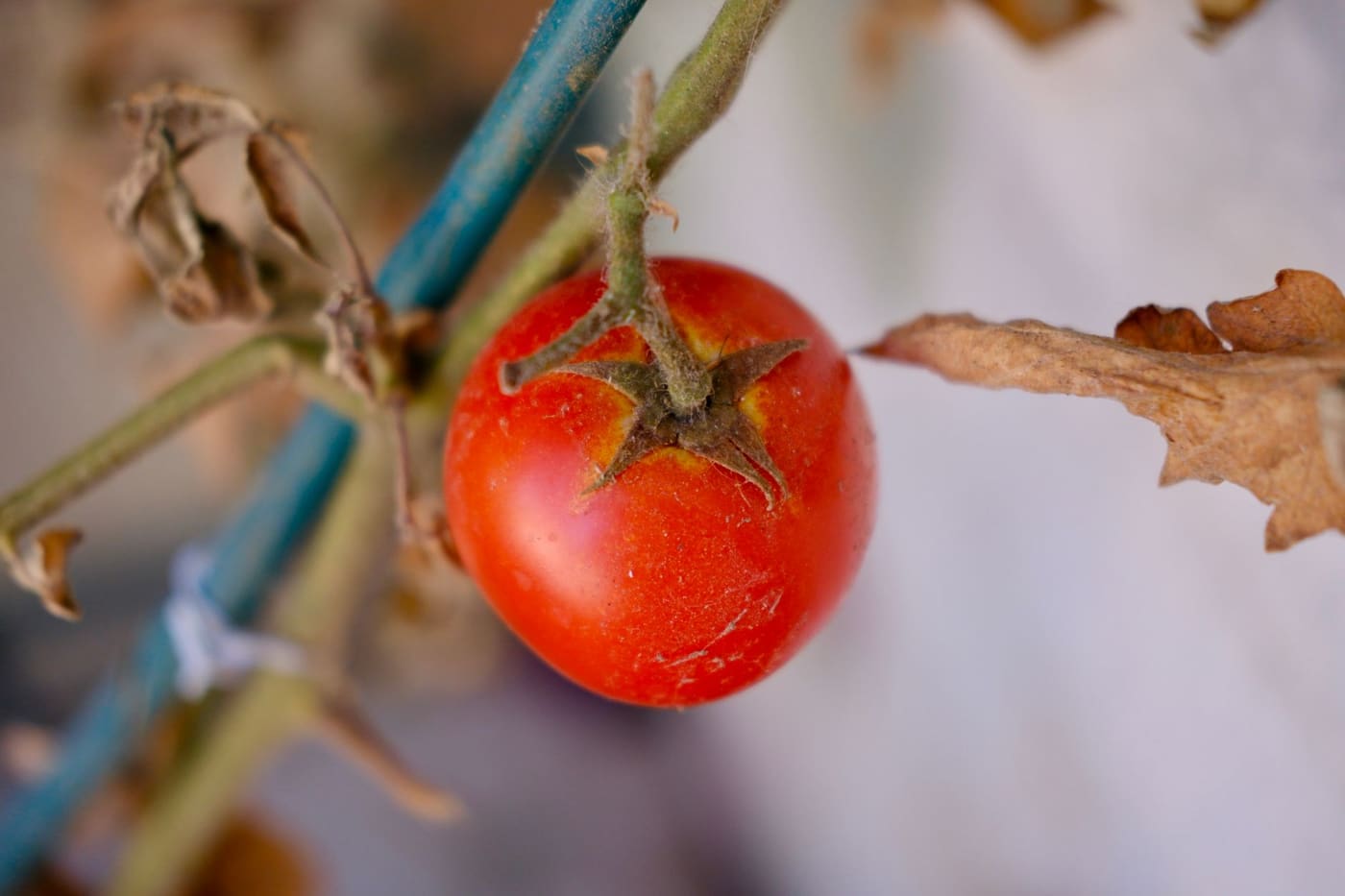 A ripe tomato on the vine beside dried brown leaves