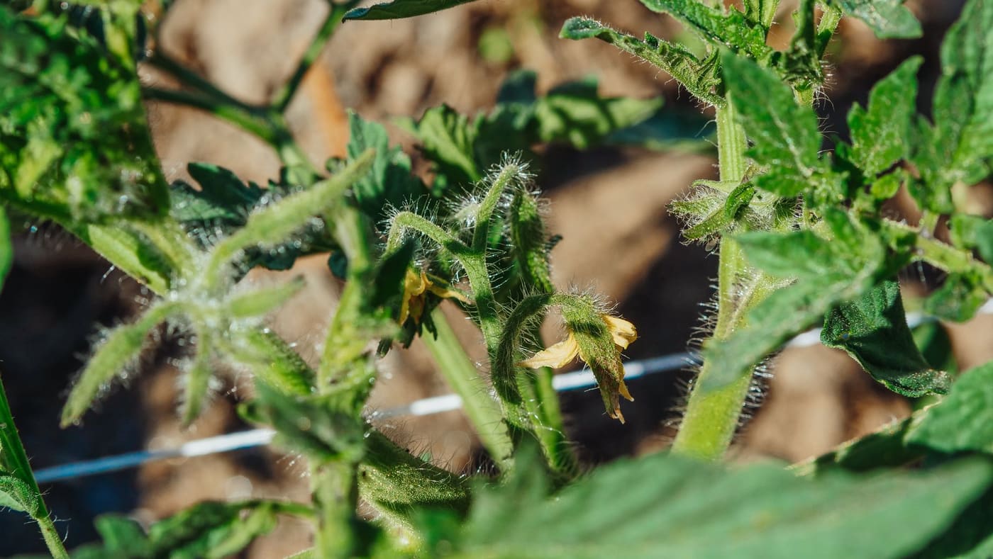 Close view of a young tomato plant with hairy stems and leaves