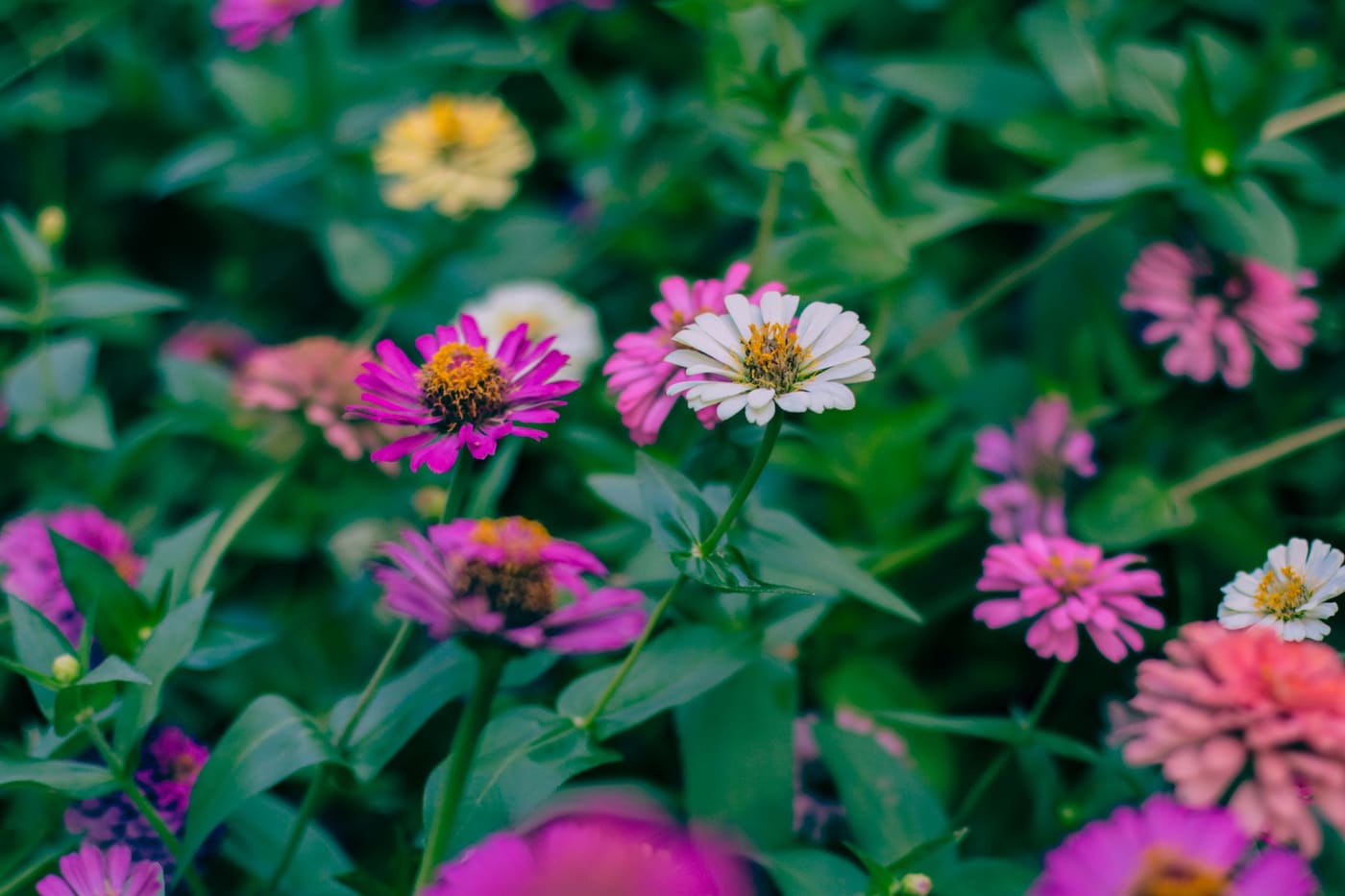 Pink, purple and white zinnias among green leaves in a sunny bed