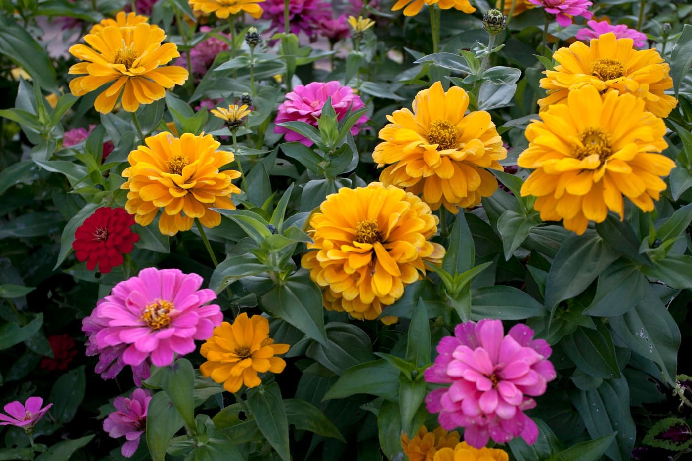 Yellow, orange and pink zinnias in full bloom in a sunny garden