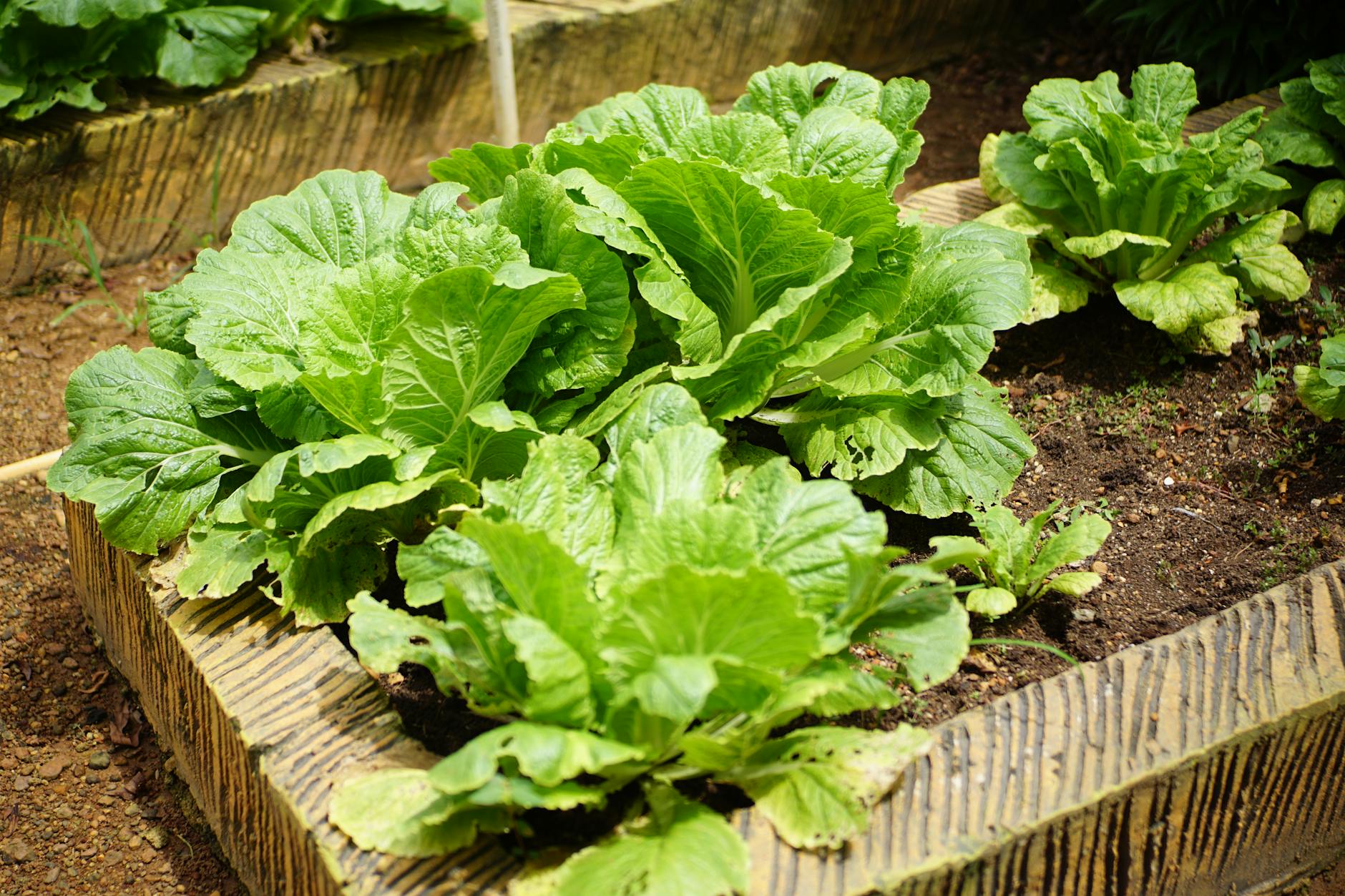 Lettuce growing in a raised vegetable bed